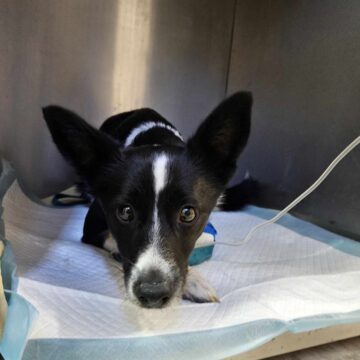 Leptospiroza – zagrożenie dla zwierząt i ludzi.