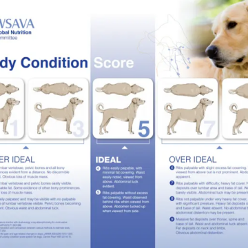 Czy pies powinien mieć stały dostęp do karmy?