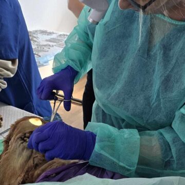 Szkolimy się!  – Otologia weterynaryjna